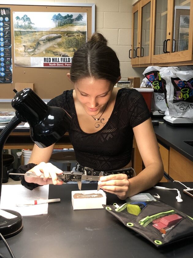 Paleontologists uncover 362Myearold jaw specimens of extinct shark